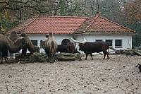 IMG 6145