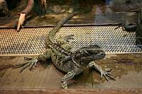 IMG 6158