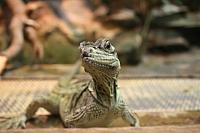 IMG 6161