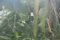 IMG 6227