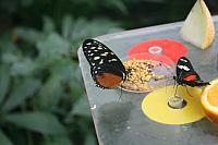 IMG 6230